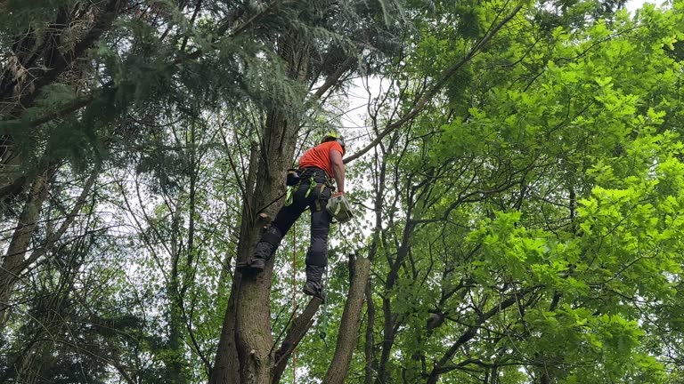 Best Root Management and Removal  in Gunbarrel, CO